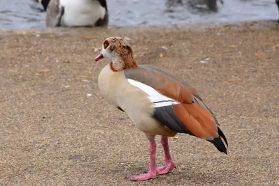 DSC_0686 (Large).JPG